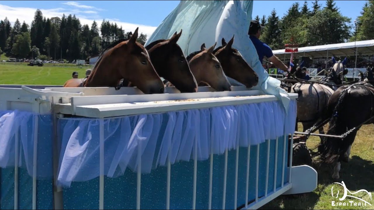 116e Marché-Concours national de chevaux Franches-Montagnes Espritrait