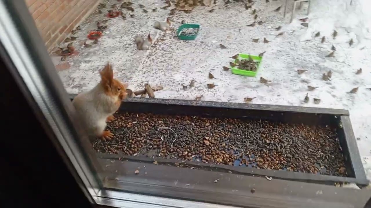 Белки обедают.Карта на корм зверятам 2202 2062 6013 7323