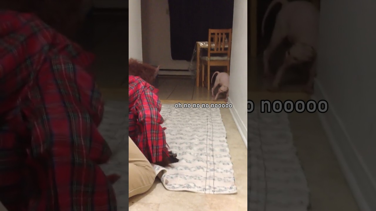 Cats Pranked By Big Cat Mask🤣🙀 Part 2