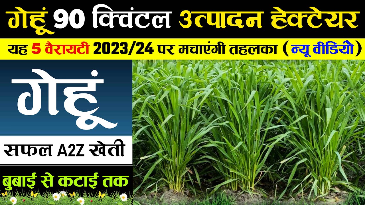 गेहूं की उन्नत खेती 2023-24 में |  gehu ki kheti | gehun ki kheti kaise karen | variety, khad, bij