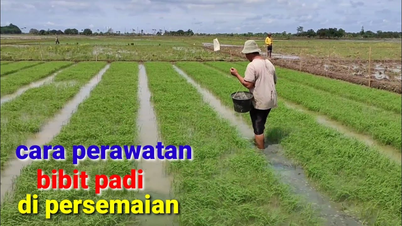 🔴 cara perawatan bibit padi di persemaian