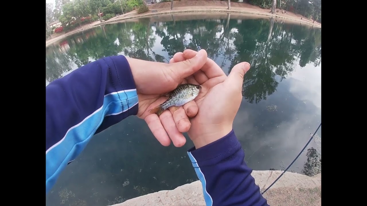 Laguna Lake Park (20$ fishing budget)￼