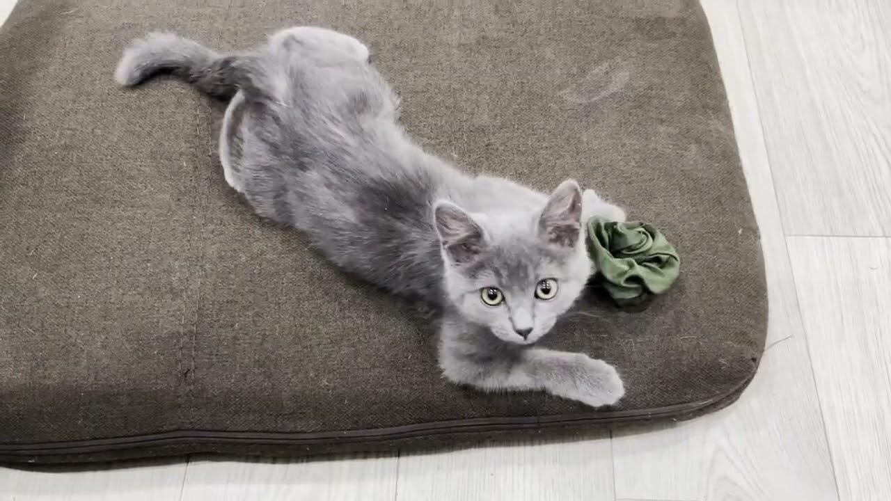 Tiny Kitten Playing and Meowing Loudly