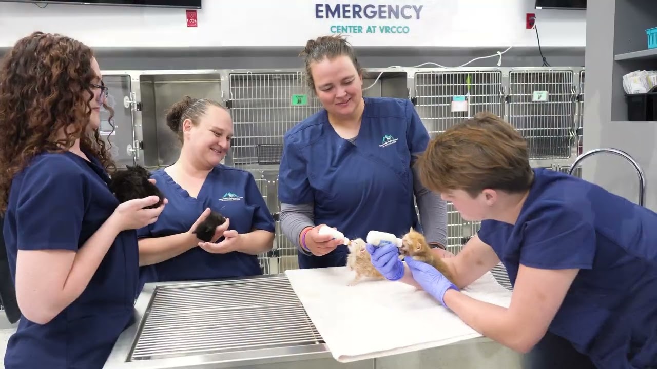 Introducing PetsForward, a nonprofit dedicated to helping pets in need receive veterinary care