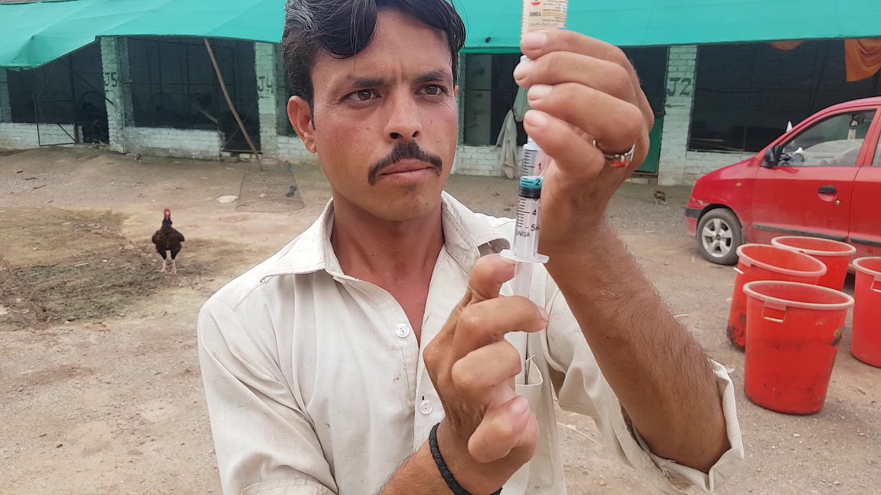 New Aseel Chicks Ko NDIBV-Vaccination ka 100% Sahi Tareeqa By Ustaad Palay Khan PK Smart Aseel Pesh