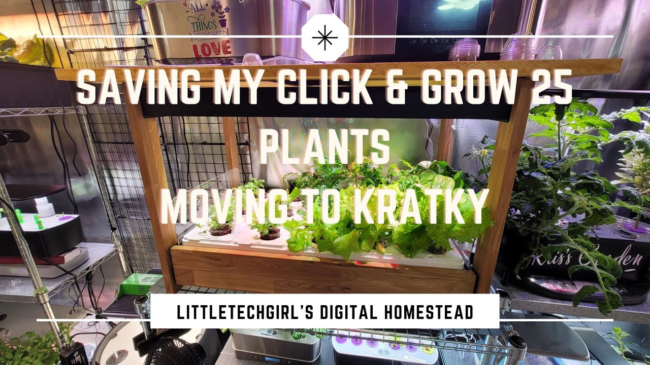 Click and Grow 25 Update | Moving Plants to Kratky