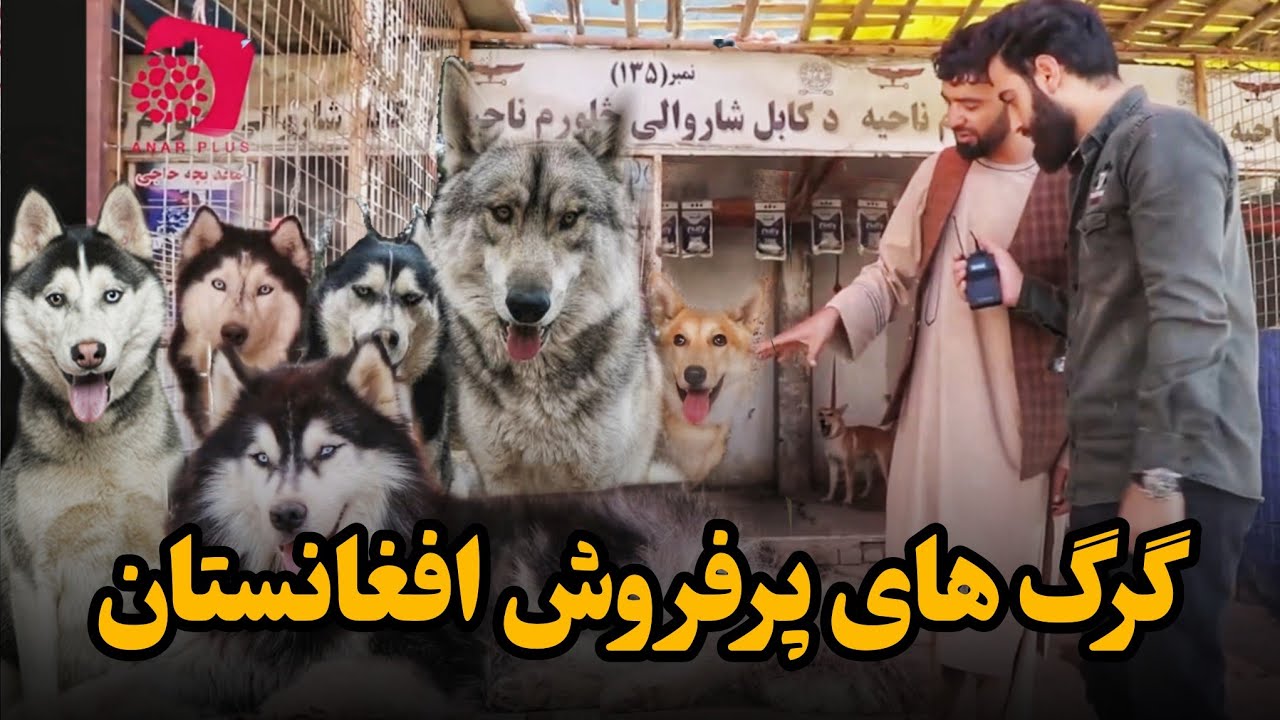 دیدار از پرفروش ترین گرگ و سگ های فروشی شهر کابل