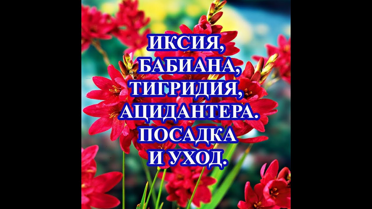 Иксия, бабиана, тигридия, ацидантера. Что это за растения? Посадка и уход.