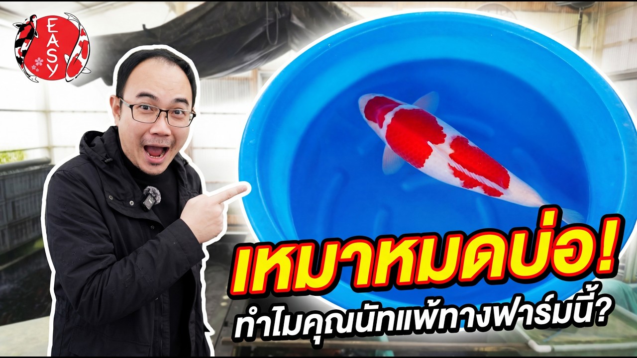 ใครไหว... พี่นัทไม่ไหว! เจอ Saito Tosai ชุดนี้เข้าไป กระเป๋าเบาแต่ใจฟูหนักมาก