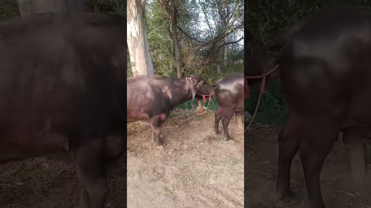 buffalo meeting 🤝 animal lovers #song #remix #punjabimusic #baffalo #cow #animals #cattleworld