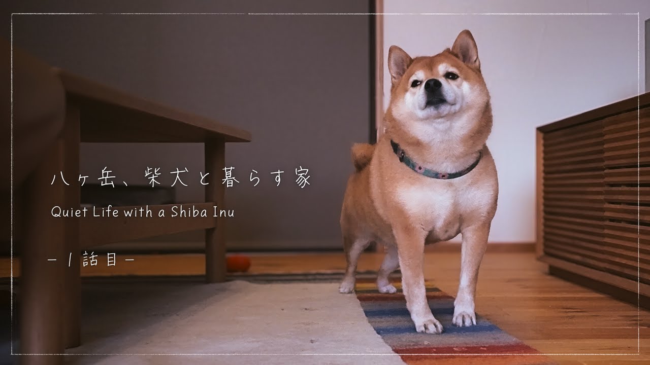 八ヶ岳、柴犬と暮らす家を建てました | Quiet Life with a Shiba Inu in Rural Japan