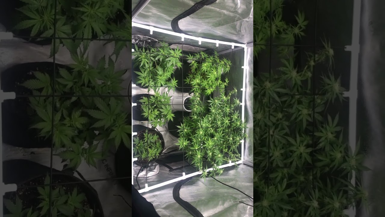 3x3 ac infinity 2nd grow white widow jack herer sour diesel and 2 gorilla cookies