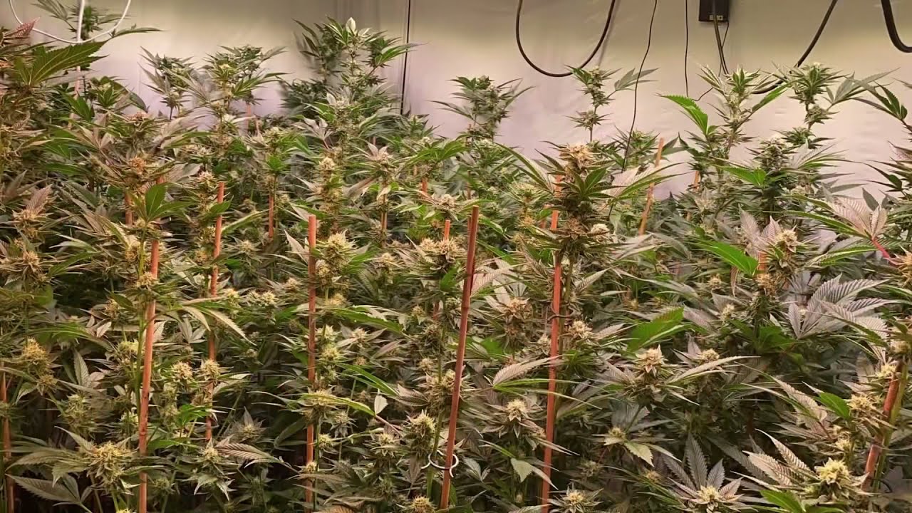 FEATURED GROW #44: PART 4 - 5,5 weeks of flowering: DOSI POP from Seedjunky Genetics under LEDs #3