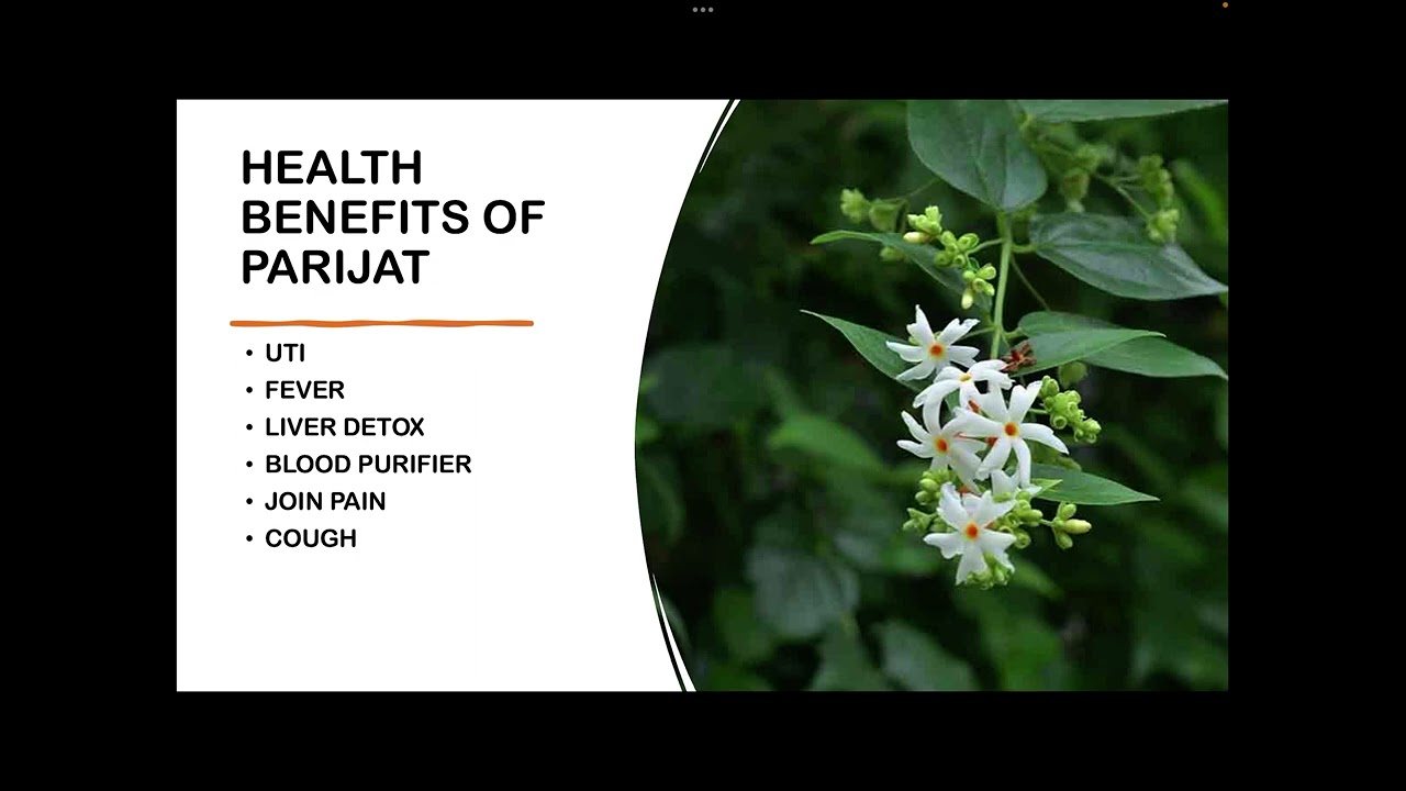 MEDICINAL PROPERTIES OF NIGHT JASMINE