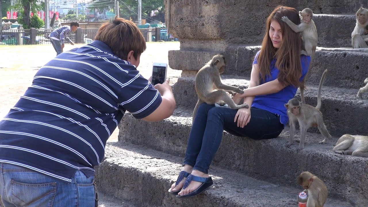 The Lopburi monkeys