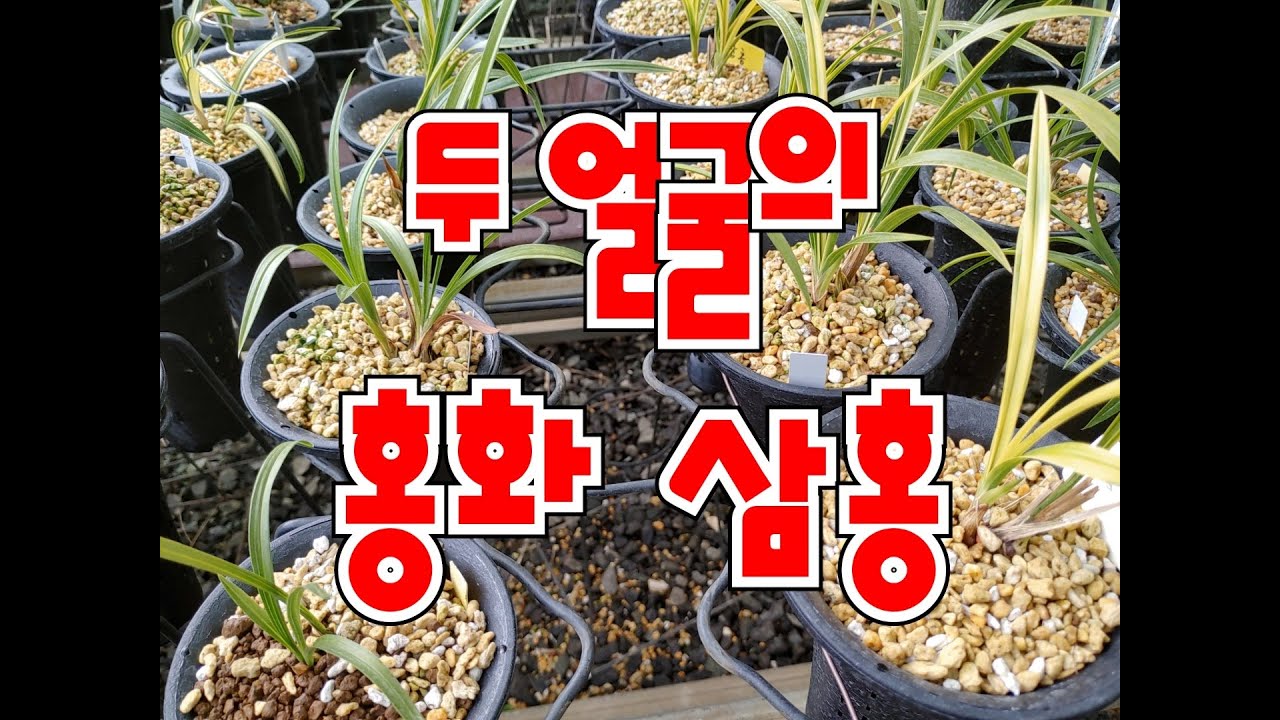 이 것도 삼홍! 저 것도 삼홍! 왜 다르지?