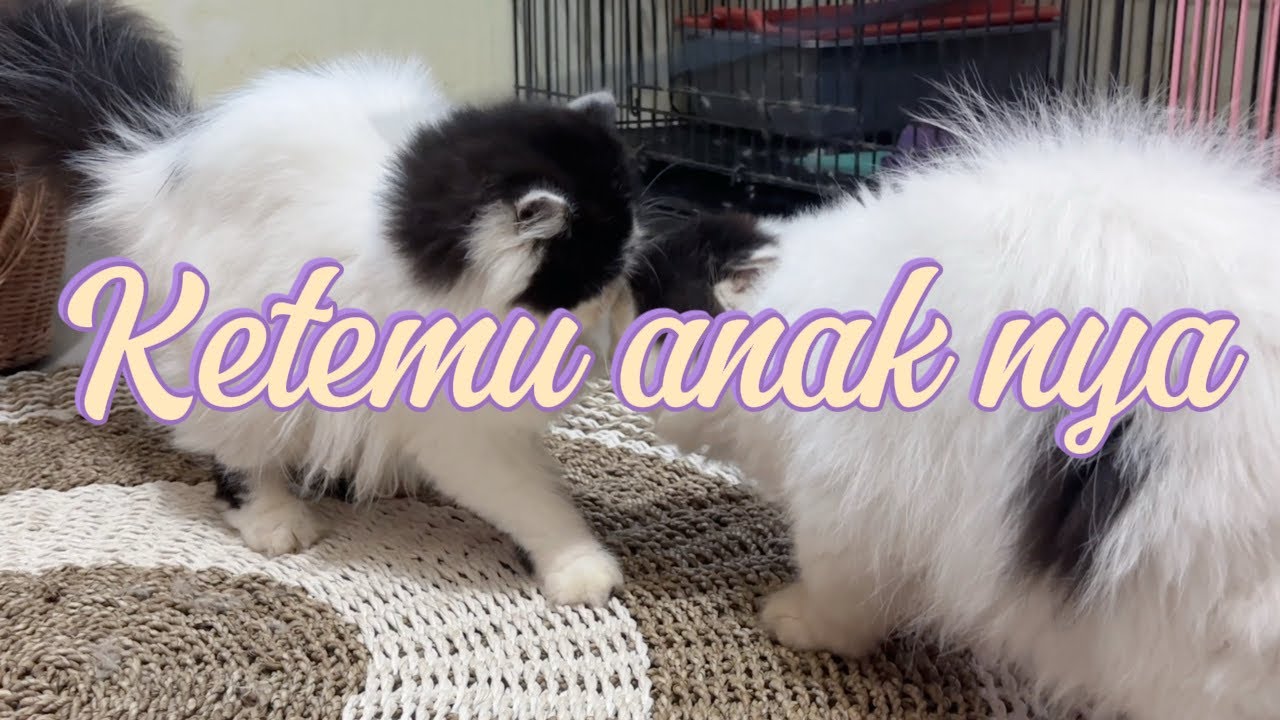 Bapak kucing mencari anak nya dan ahirnya ketemu -suara kucing