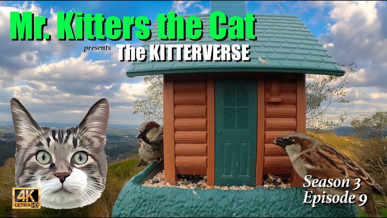 Mr. Kitters Kitterverse! Cats Day Off!! MaMOW! 🐦‍⬛📣🐈  Season 3 Episode 9