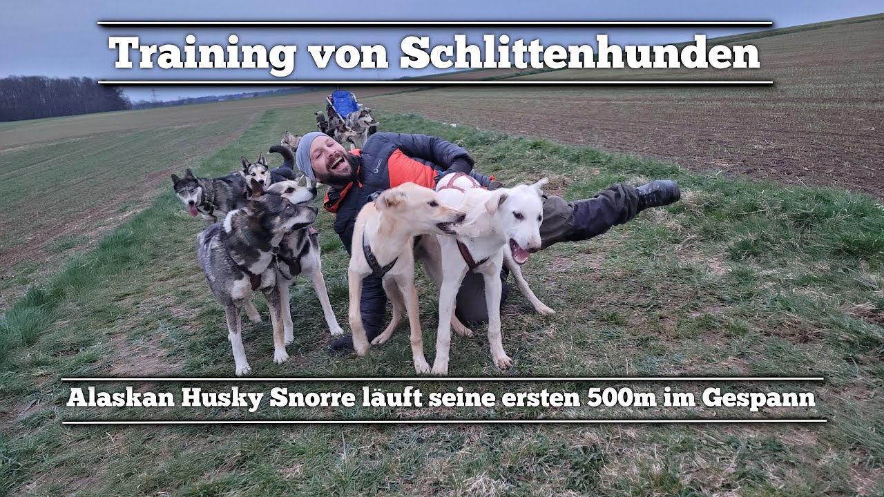 Training Alaskan Husky Junghunde neben Schlittenhundegespann