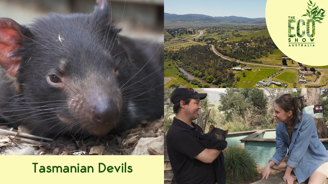 The Eco Show - S02E08 - Tasmanian Devils