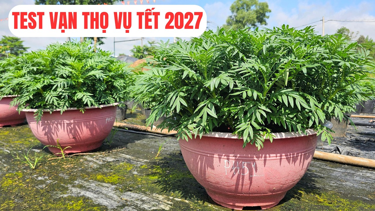 Test vạn thọ cho vụ tết năm 2027