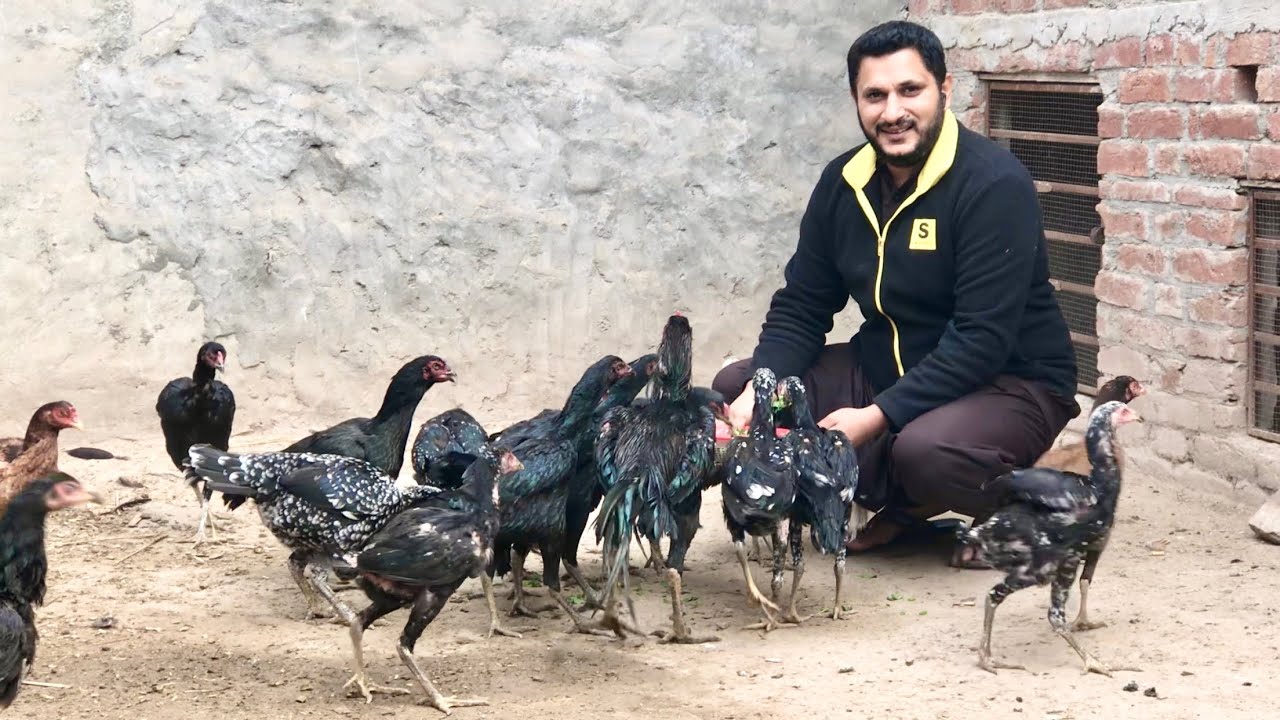 Chickens diet plan in winter | سردی میں انڈوں والی مرغیوں کی خوارک اور احتیاط