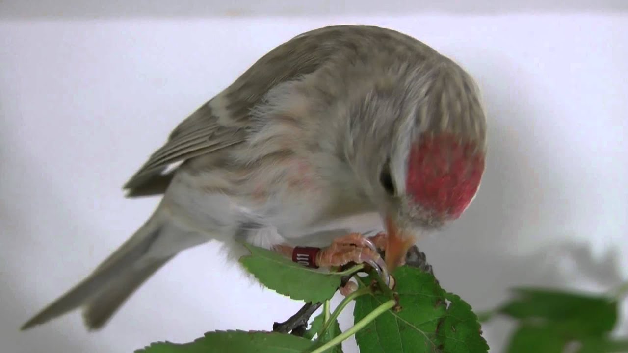 Redpoll Carduelis flammea