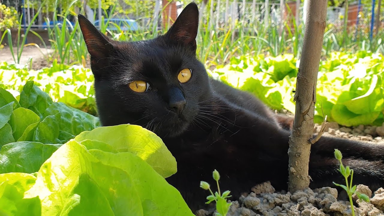 Relaxing Cat Video 43