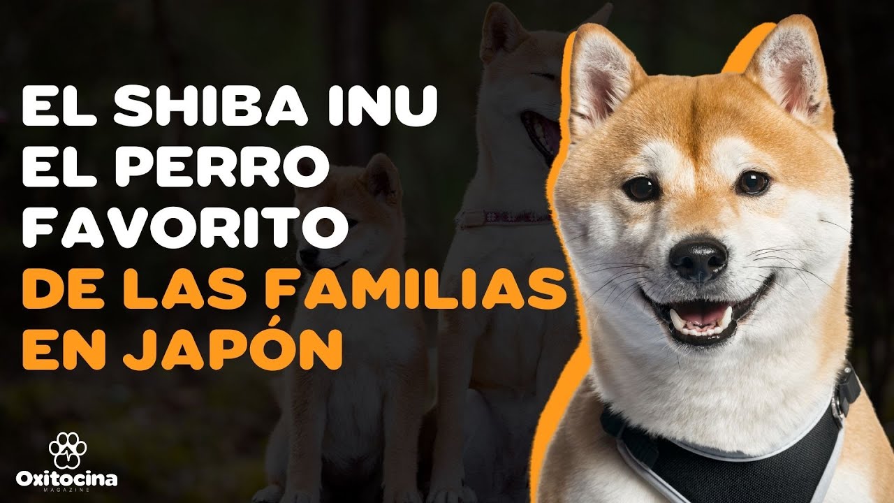 9 COSAS QUE DEBES SABER SOBRE EL SHIBA INU