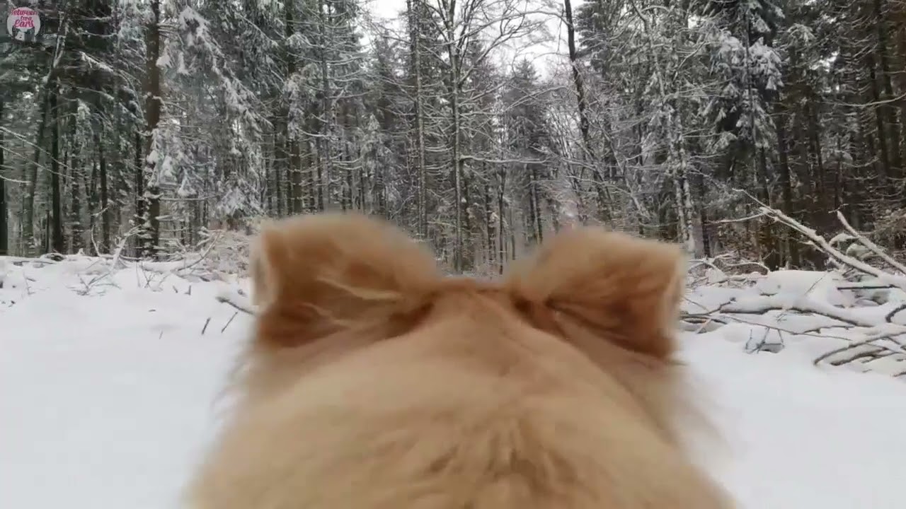 actually walking around as a dog gravel