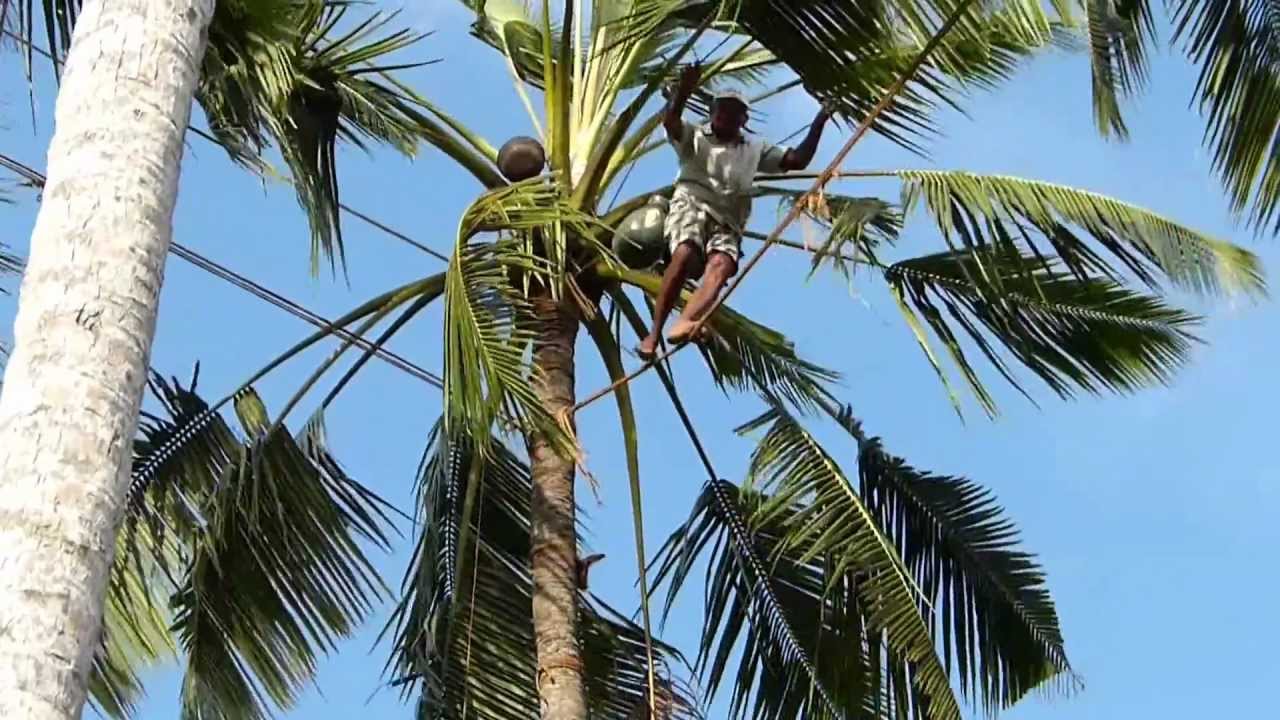 Sri Lanka, toddy tapper in de buurt van Negombo