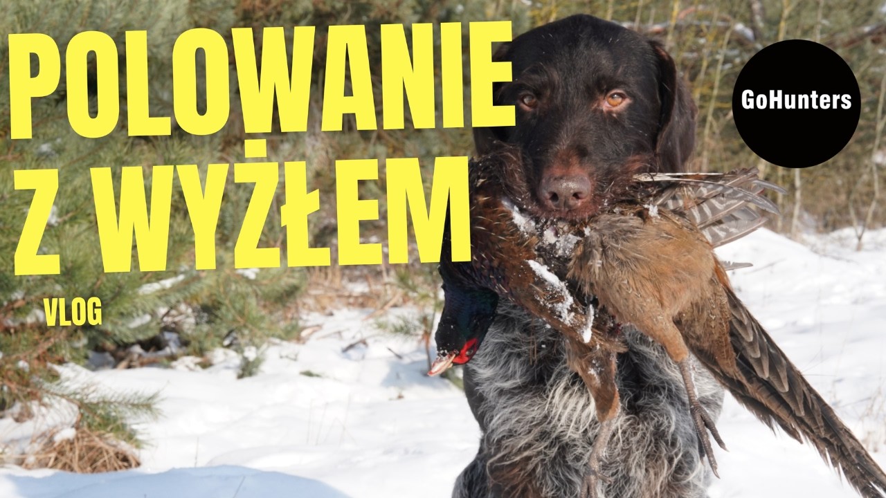 Polowanie z Rexem czyli co robić gdy bażant zasłoni cały świat | GoHunters