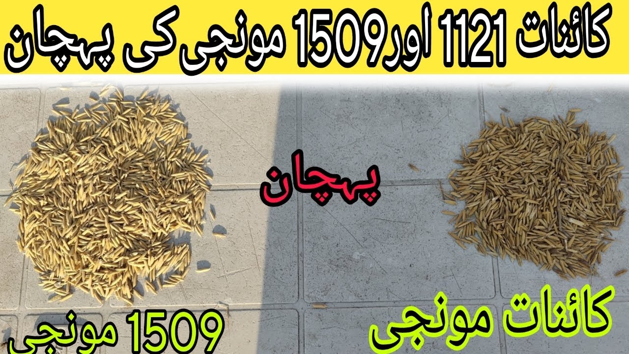 Recognition between Kainat Monji and 1509 Monji | #007 Recognition between Kainat Monji and 1509 ...