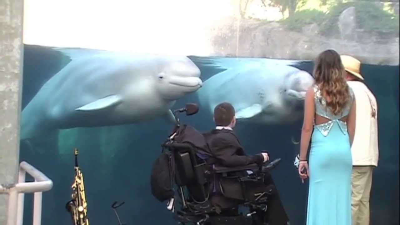 Saxophone Show To Juno The Whale - Senior Prom 2013