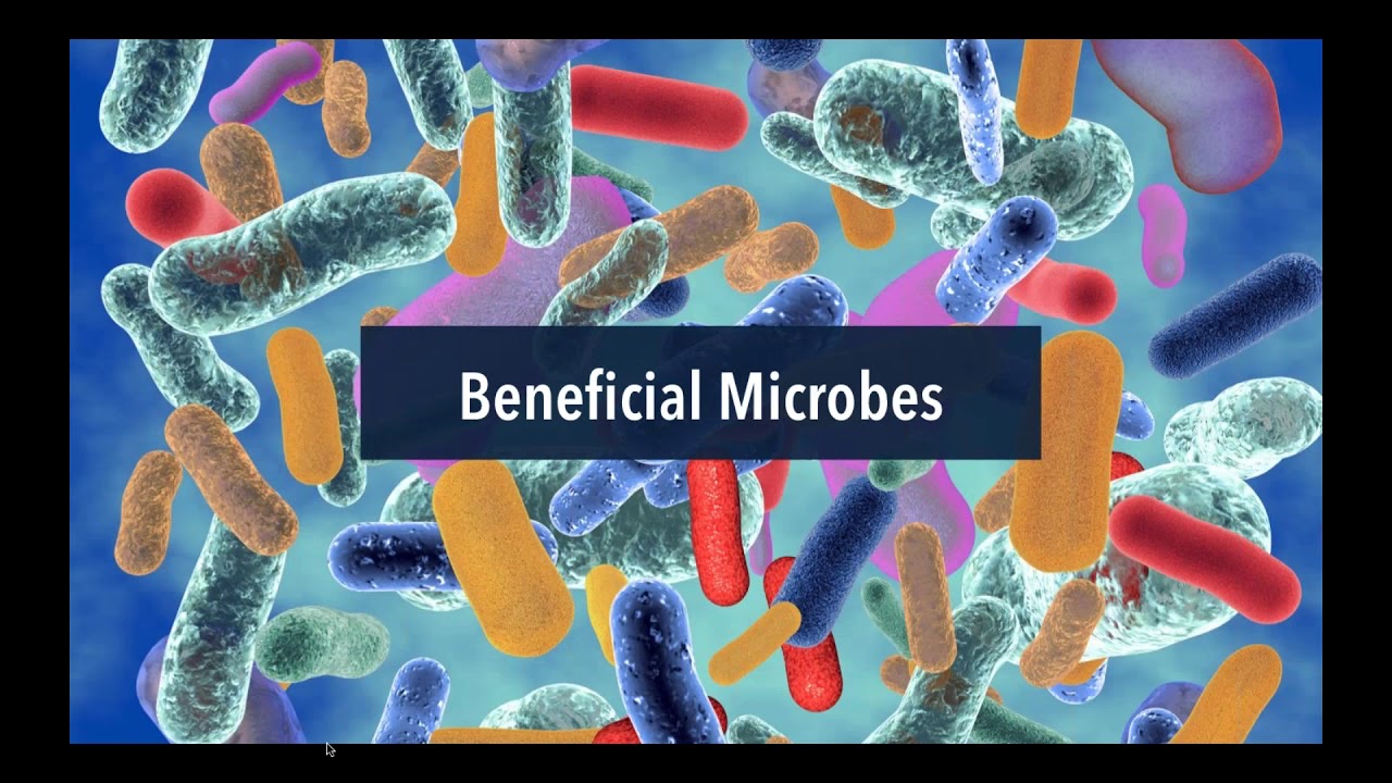 Understanding Common Dysbiosis Patterns with GI-MAP