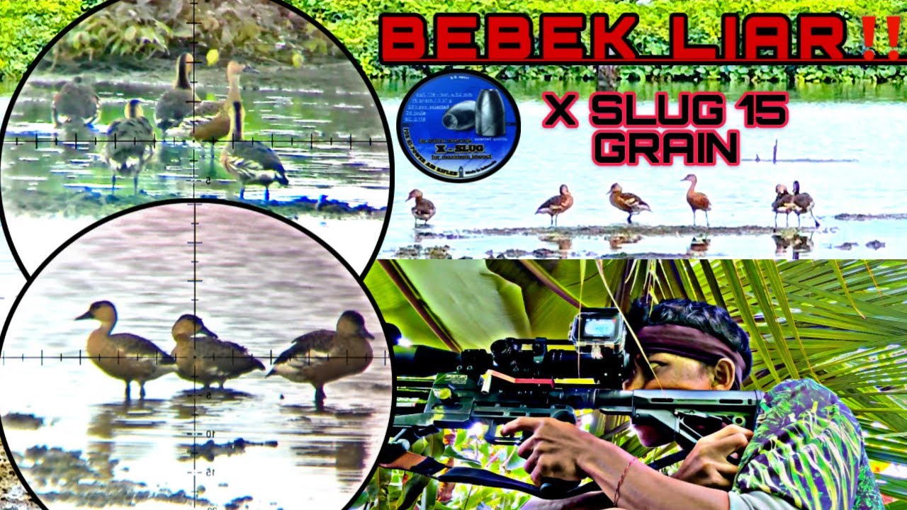 BERBURU BURUNG BELIBIS KEMBANG/SENAPAN ANGGIN PCP PREDATOR VS X SLUG 15 GRAIN