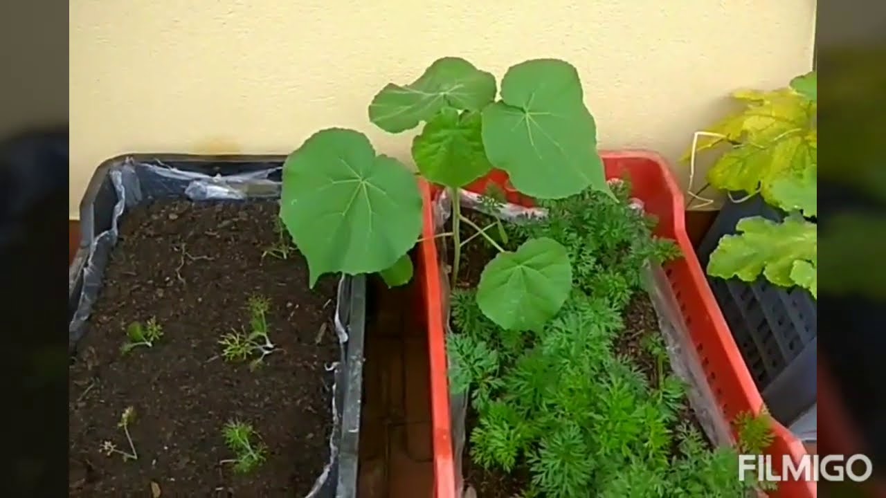 Orto in cassetta parte 4 - ortaggi pronti per il raccolto