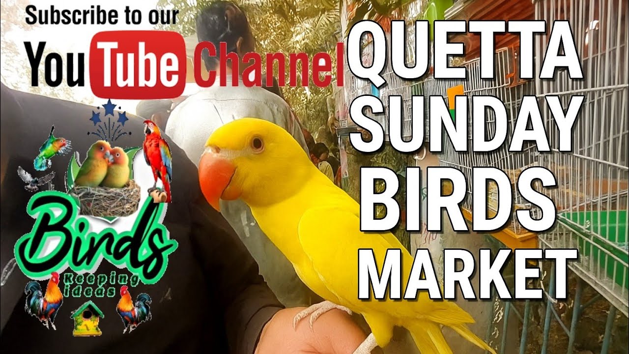 Quetta Sunday Birds Market 7/09/2025 | Lovebirds, Parrots & All Kinds Birds Market in Quetta 2025