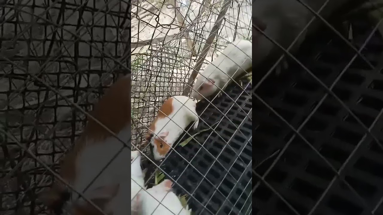 This how you determine that your Guinea pig female (sow) not ready to breed to your male (boar)