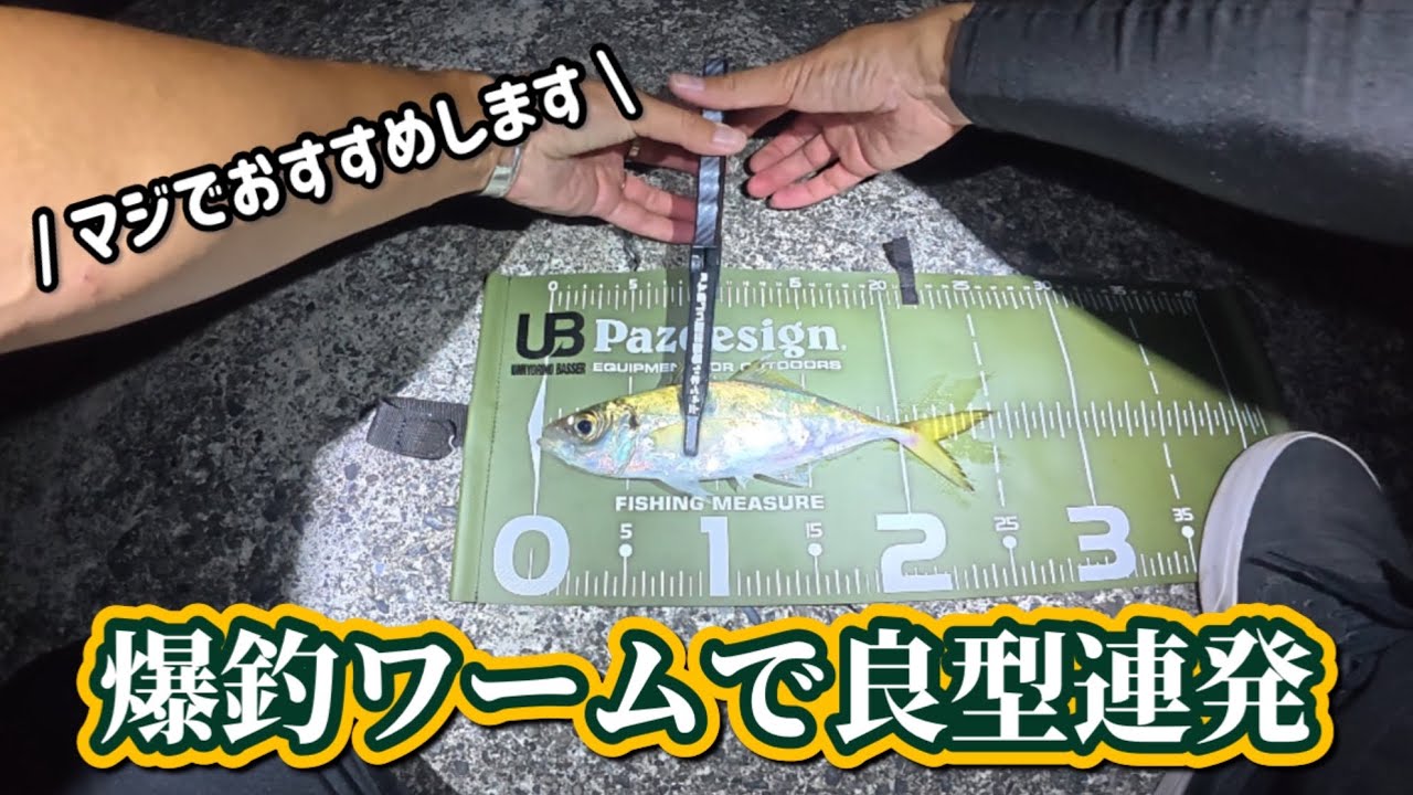 噂のワームを使ったら大きい鯵がいっぱい釣れた　#fishing #ajing 