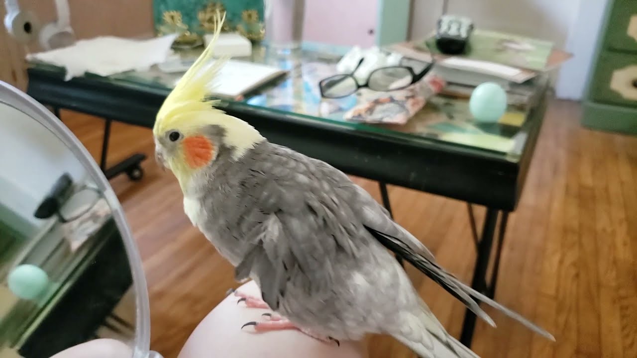 Meet Beans, a 24 year old cockatiel with one wing!