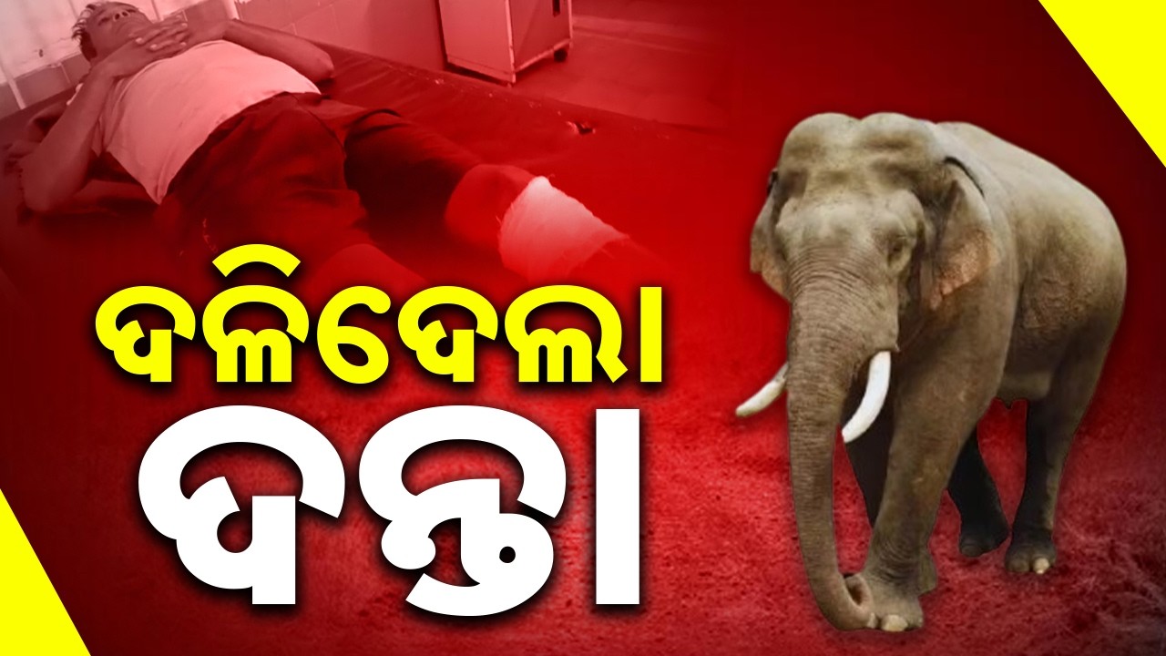 ଦଳିଦେଲା ଦନ୍ତା: Two Critically Injured in Elephant Attack | Dhenkanal | Sambad