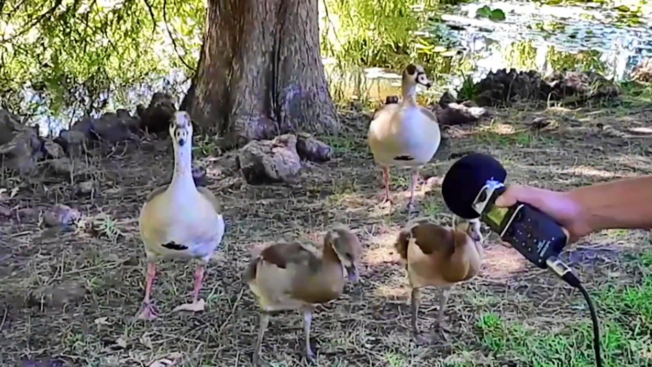 Mr Goose arrives early for the Maynardville Open-Air Festival