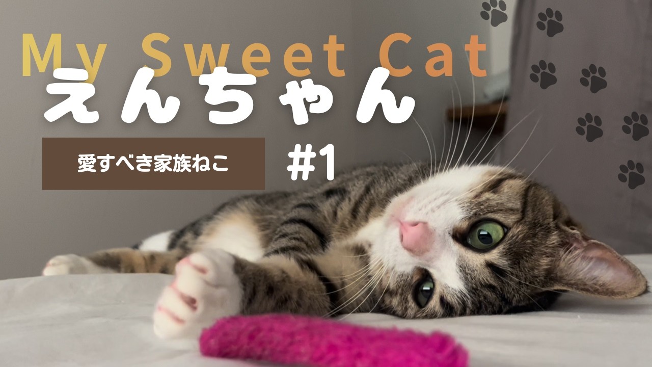 【家族ねこ紹介#1】えんちゃん🐾やんちゃで優しい女の子 🐾 Meet En-chan: Naughty but Sweet