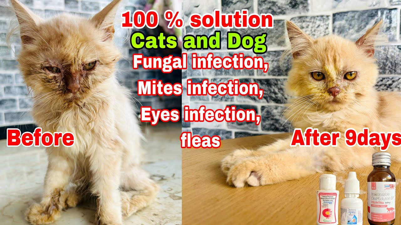 Cats and Dog Fungal infection treatment | Fleas treatment | Eyes infection treatment | Ringworm cat