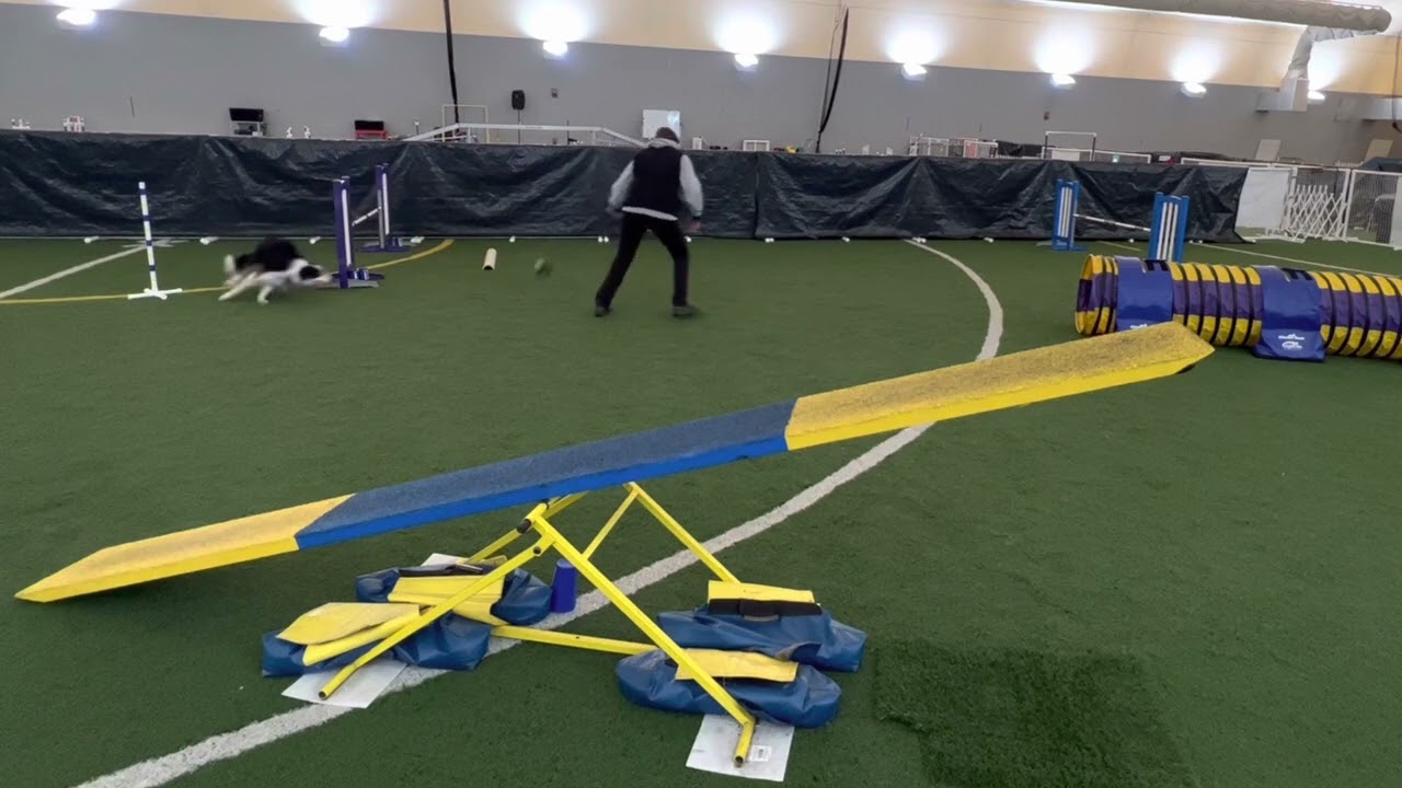 Speedoggie Agility Level Up Skill Training:   Tightening Up Those Turns