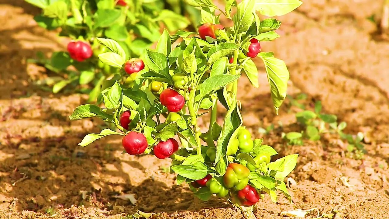 Ferme Int&eacute;gr&eacute;e GMA &agrave; Maradi : L'Innovation Agricole au C&oelig;ur du Niger | Reportage Exclusif