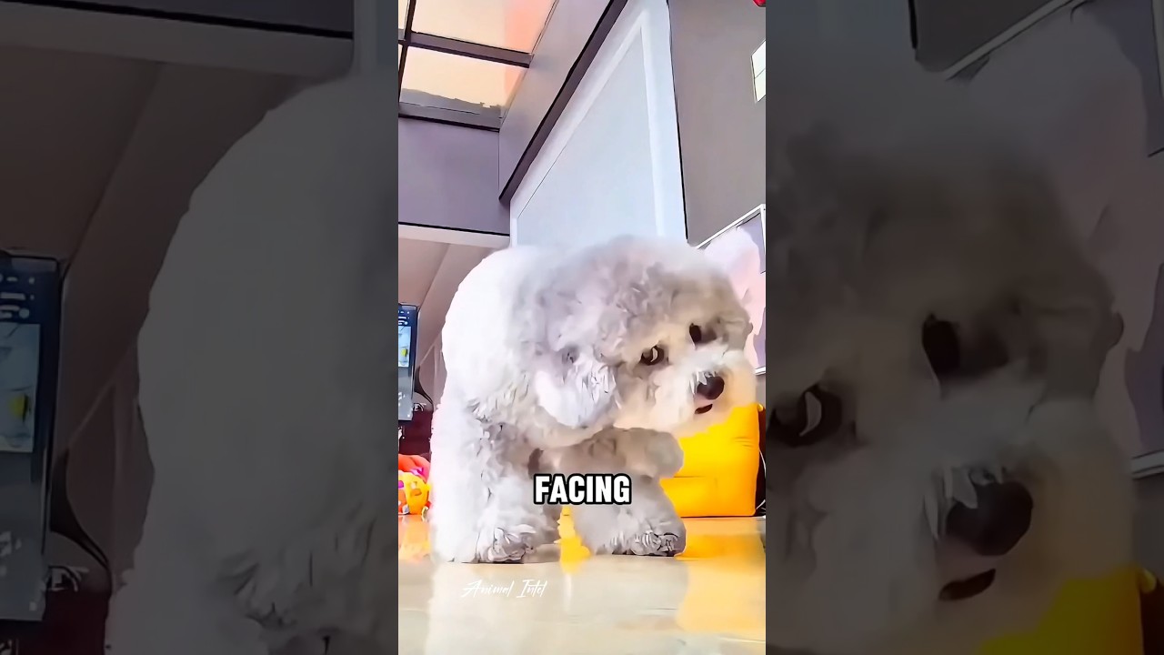 This Dog HATES Cameras&hellip; and He&rsquo;s Had ENOUGH!