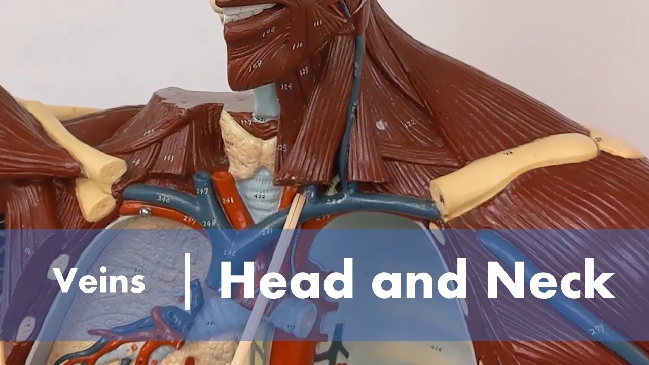 Veins of the Head and Neck