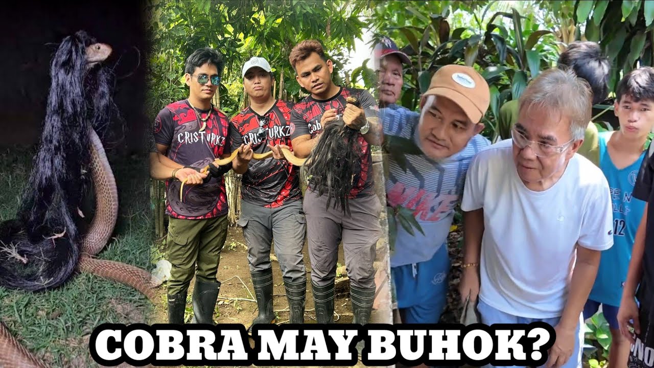COBRA SA TANAUAN BATANGAS NABUHOL SA BUHOK.